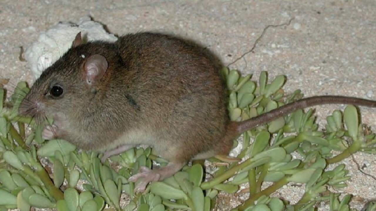bramble cay melomys