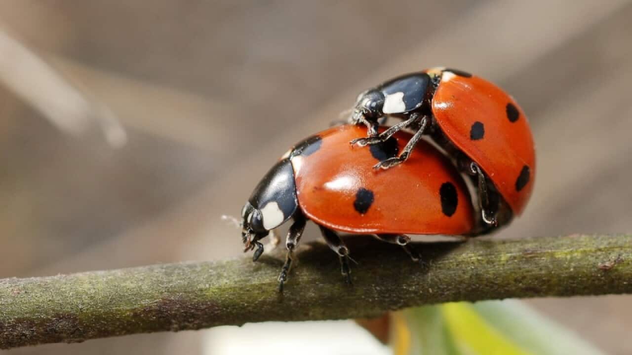 Coccinella septempunctata in copula