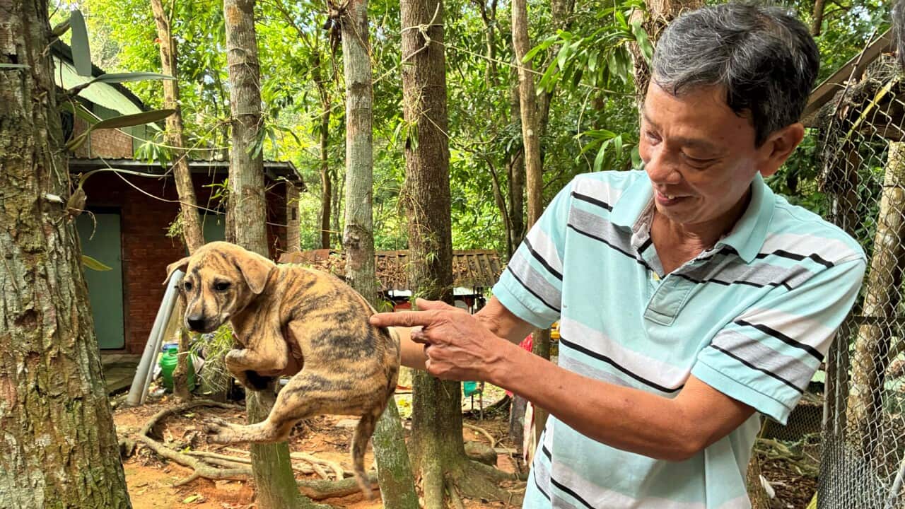 phuquoc dogbreeder tuan_hong nga.jpg
