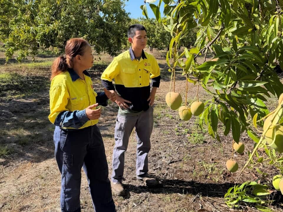 Some fruit farmers in the Northern Territory say Labor’s migration reforms will ‘hurt them badly’..jpg