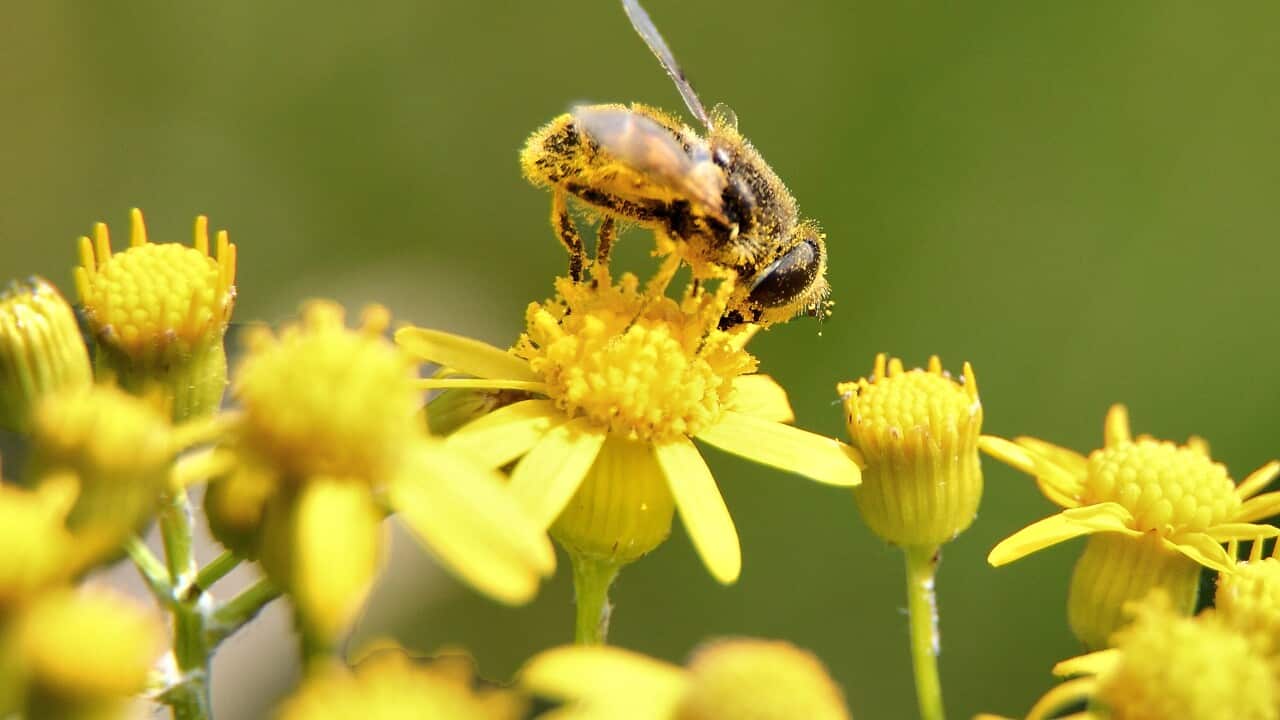 No bees, no humanity!