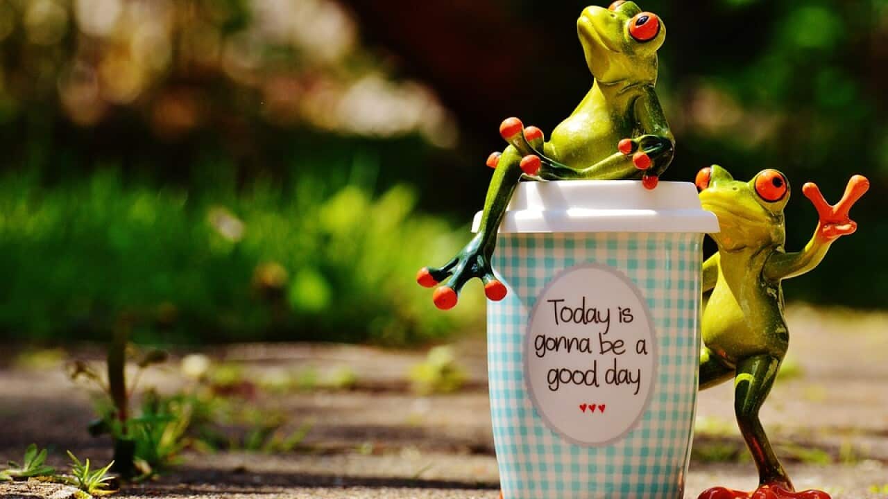 Happiness Beautiful Day Coffee Happy Cup Frog Joy