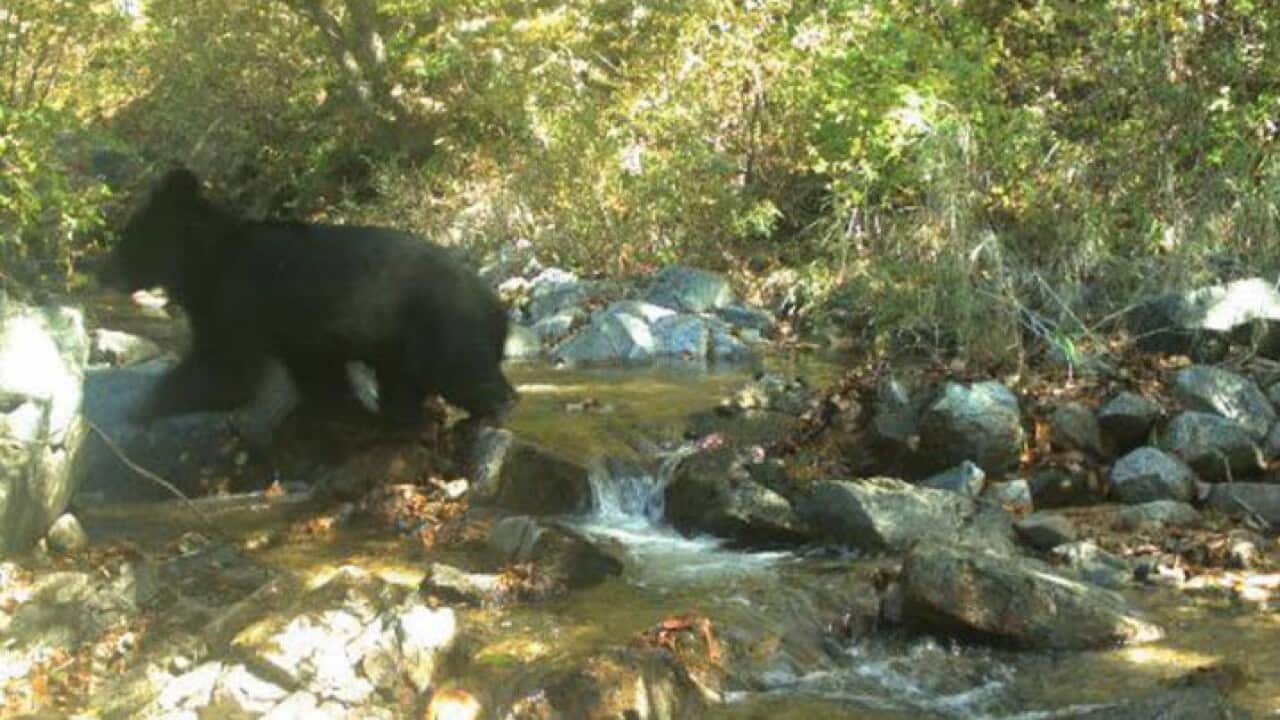 rare Asiatic black bear