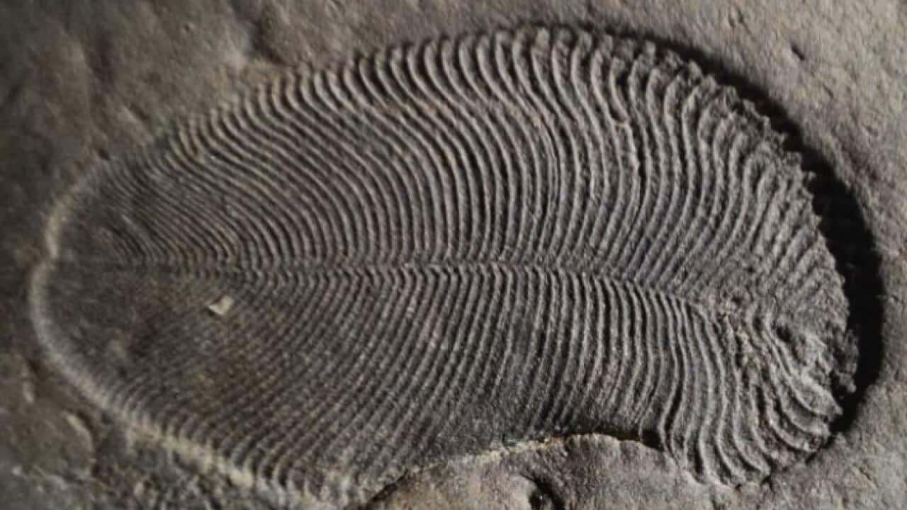 A Dickinsonia fossil from the White Sea area of Russia.