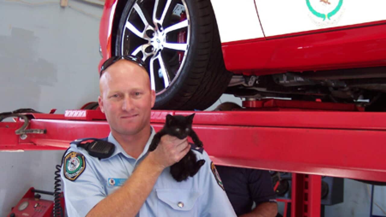 cat_police_officer_100426_B_aap_1643105168