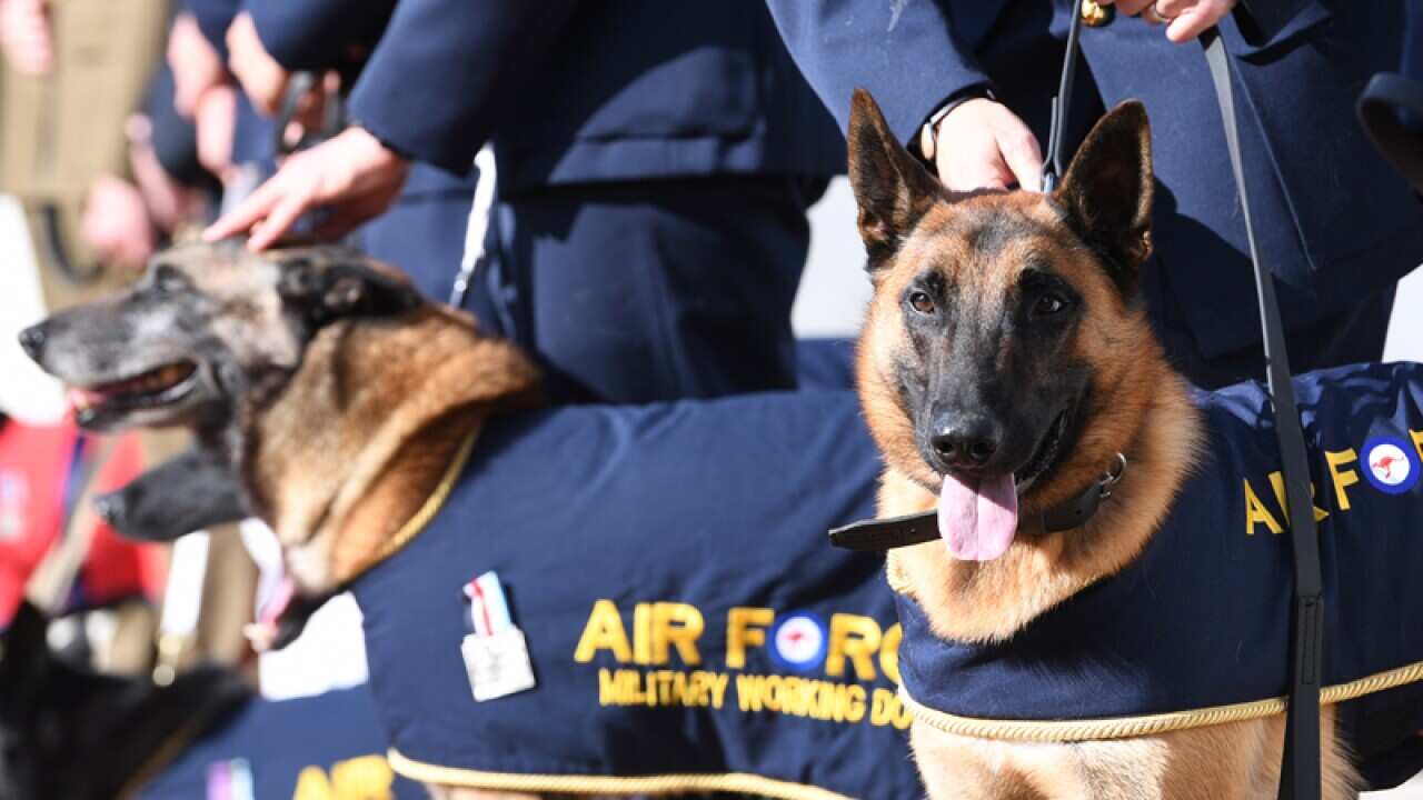 A military working dog during an award ceremony