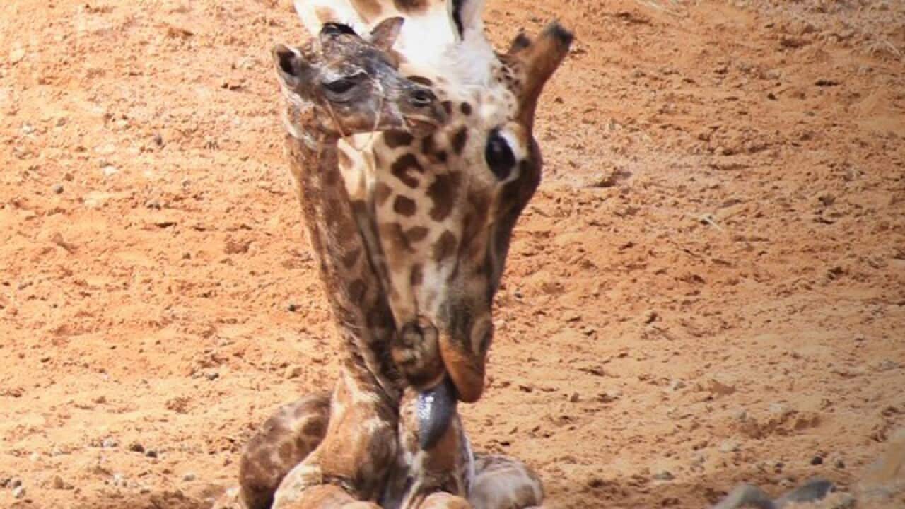 A giraffe calf at Monarto Zoo in South Australia