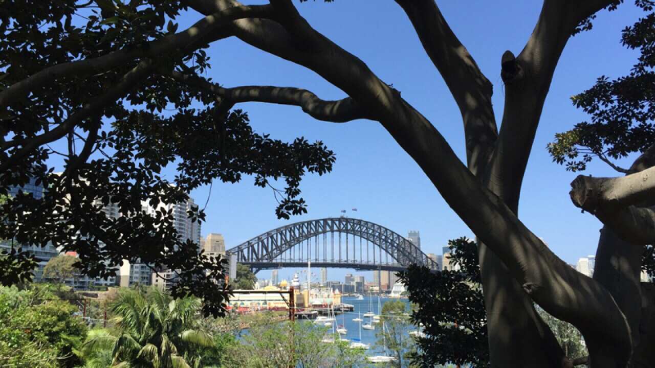 The view from Wendy Whiteley's Secret Garden