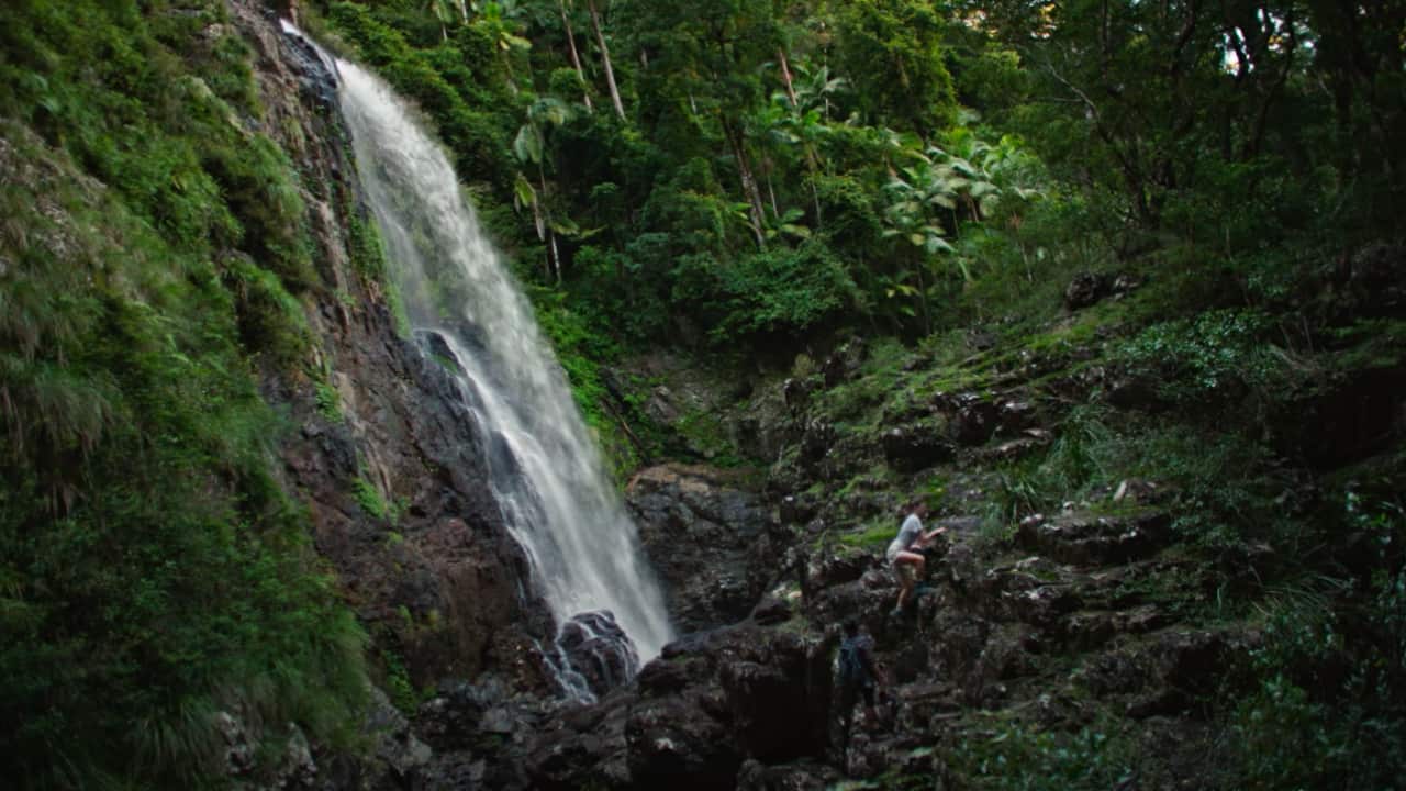 Travellers are being asked to explore the Red Cedar Falls in Dorrigo National Park.
