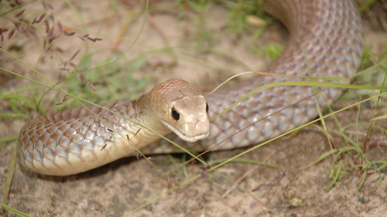 Paramedics have taken three people to hospital for separate snake bites in Queensland.
