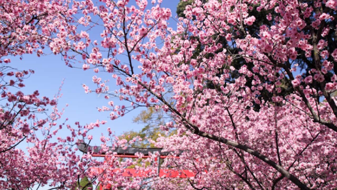 Cherry blossom viewing