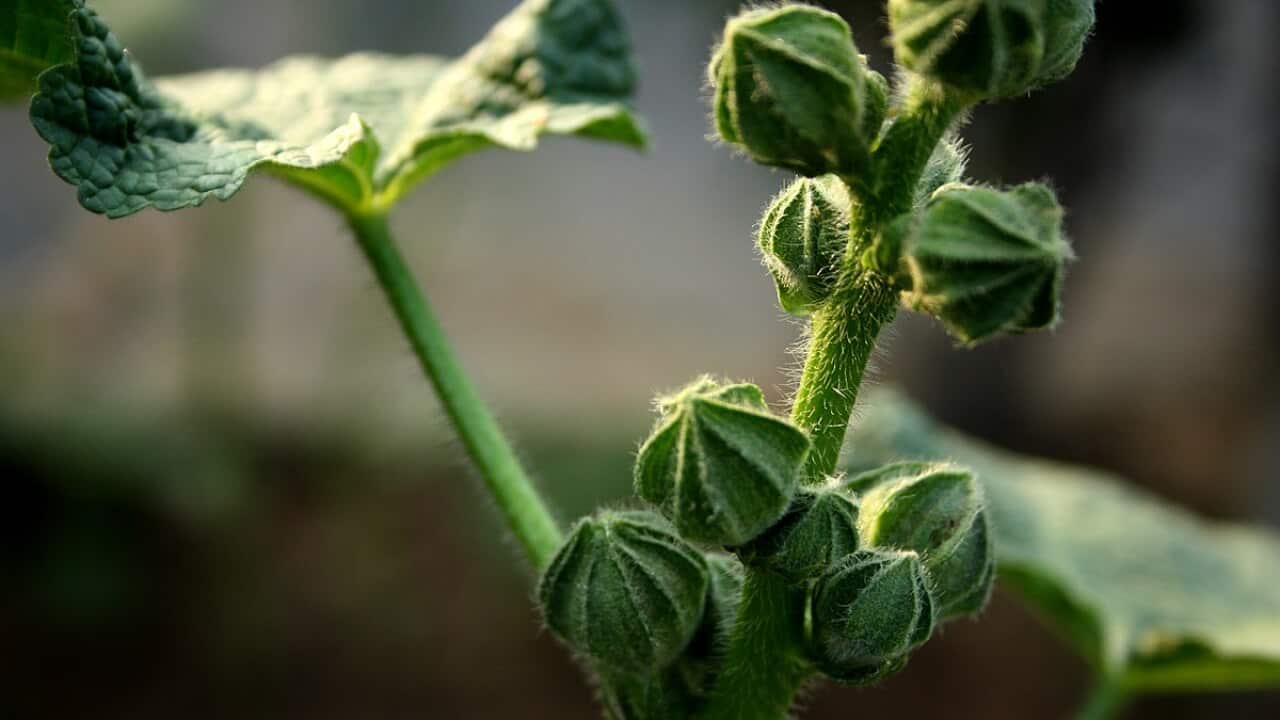 Okra Plant Wikimedia Commons Pallav.journo CC BY SA 4.0.jpg