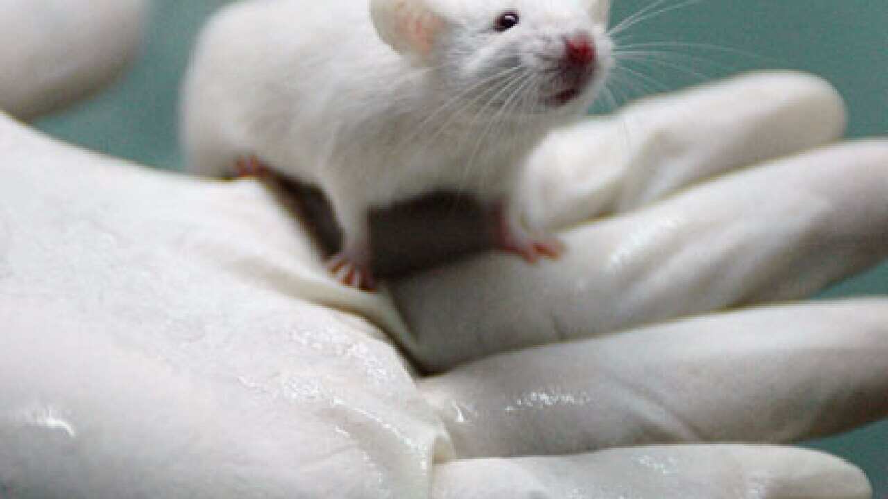 lab_rat_100614_B_getty_758499613