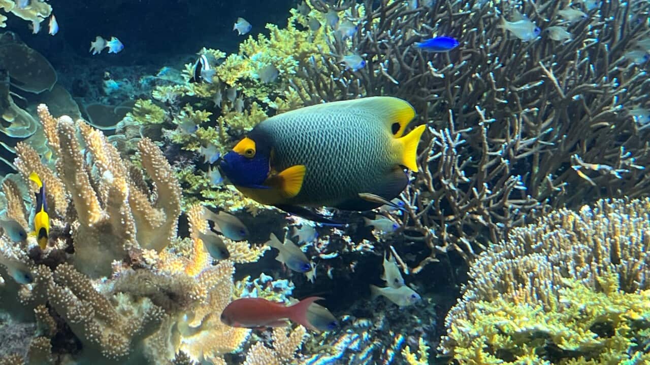 Are coral reefs facing irreversible harm (SBS).jpg