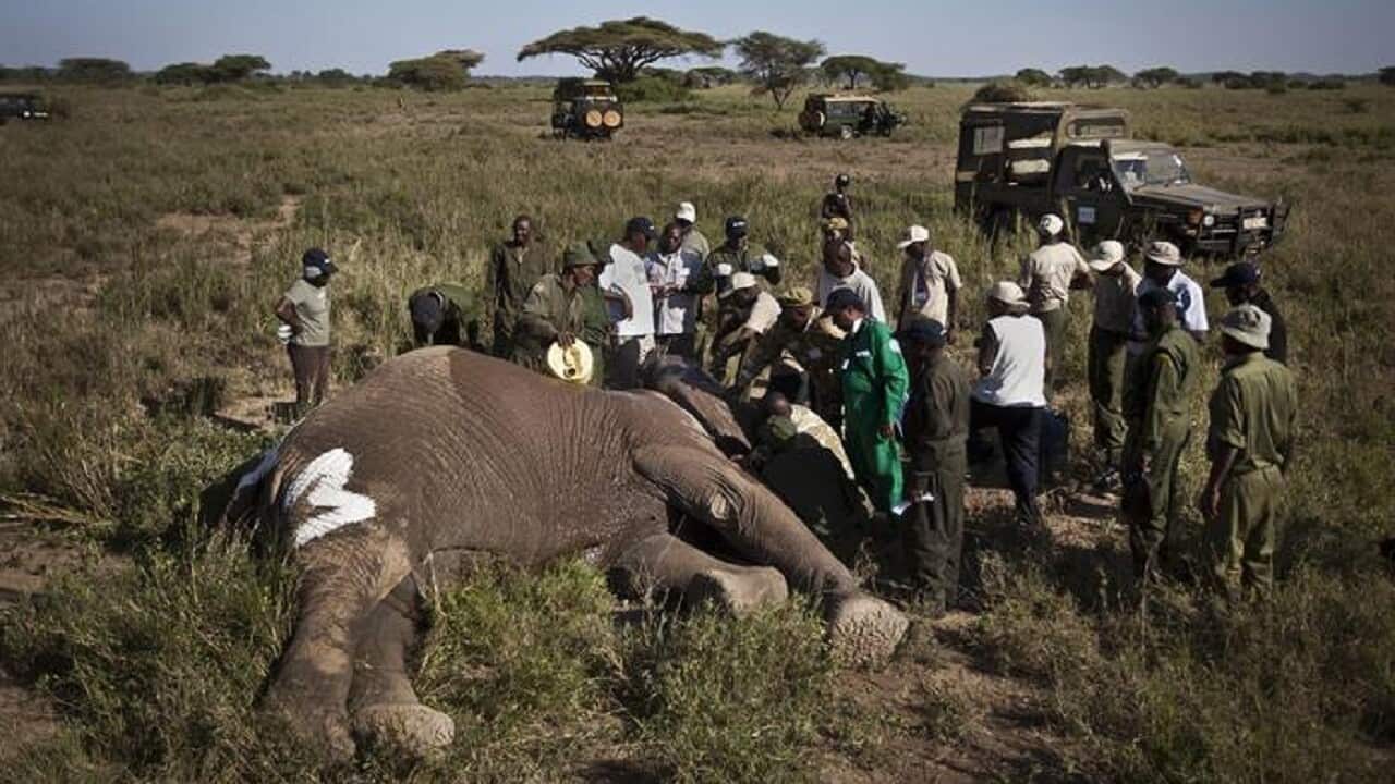 A team of rangers with a slaughtered elephant in Africa.