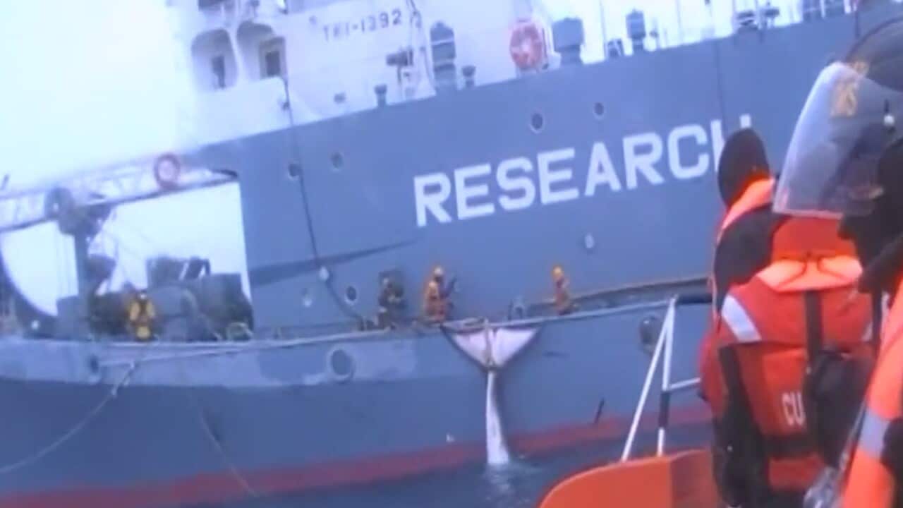 Sea Shephered has released whaling footage from 2008.