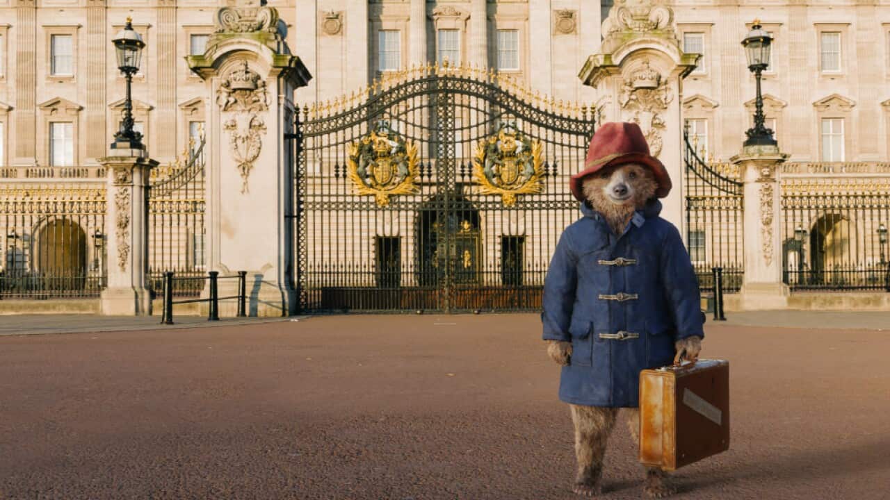 paddington_bear.jpg