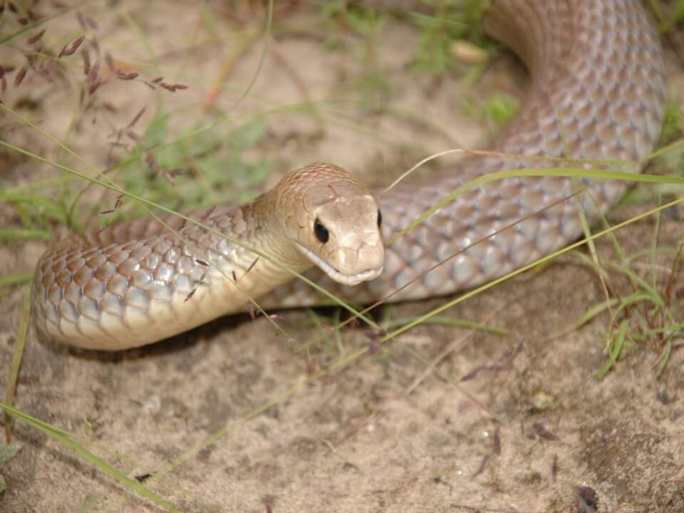 The eastern brown snake, one of Australia's deadliest.