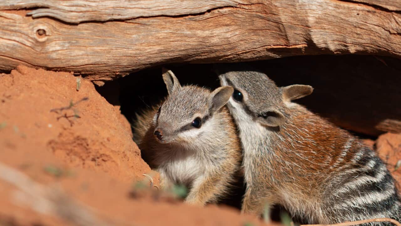 5. Pair of Numbat siblings at Scotia. © Julie Kern.jpg