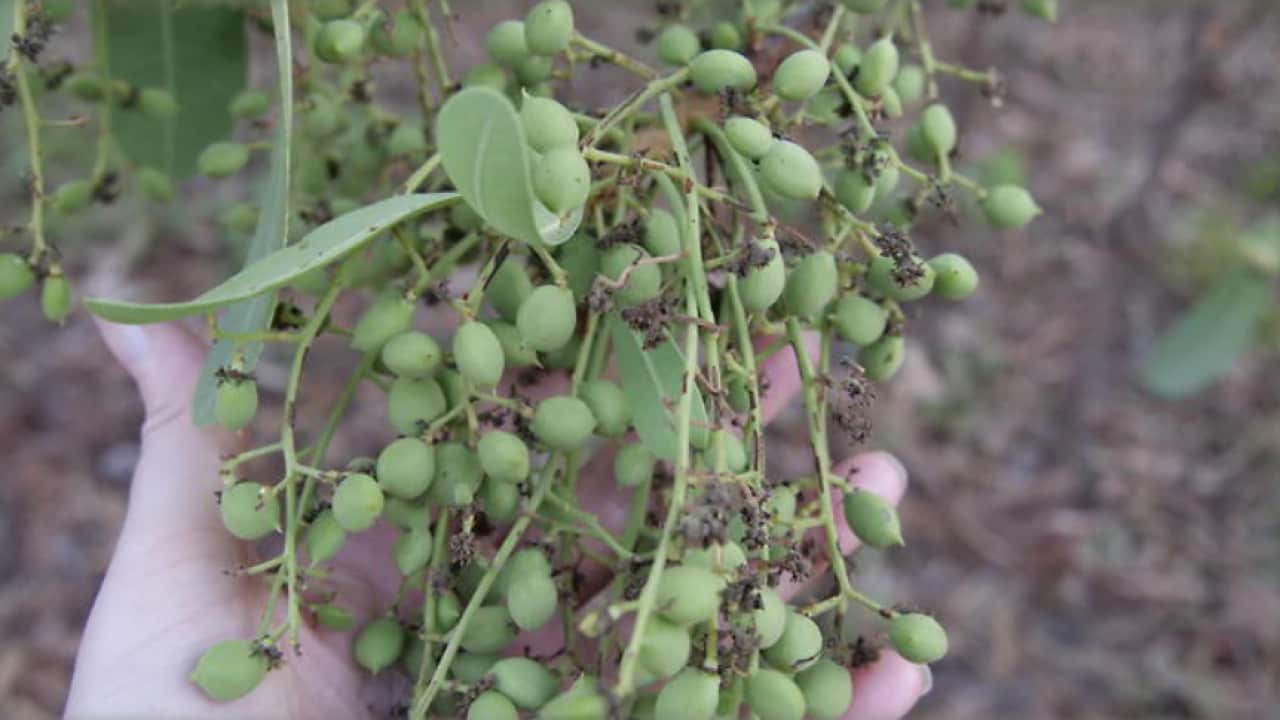 Green plum