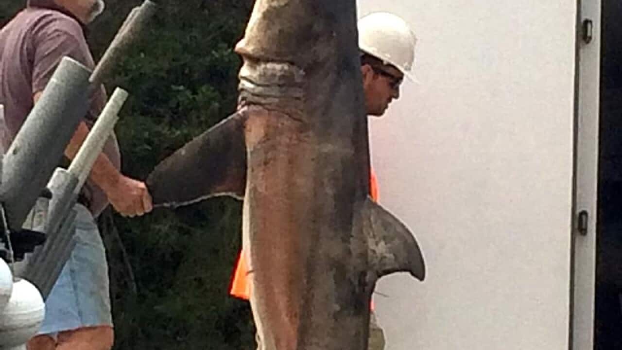 (AAP Image/Nick Wenham) NO ARCHIVING