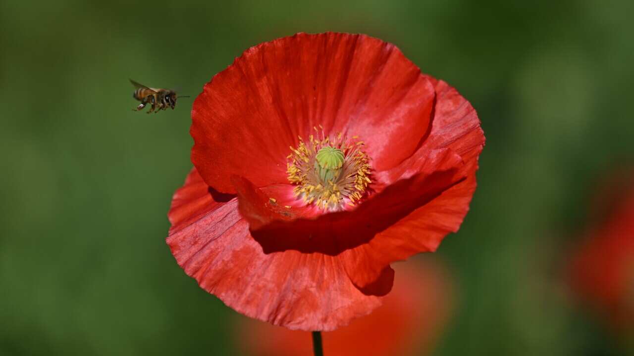REMEMBRANCE DAY MELBOURNE 2024