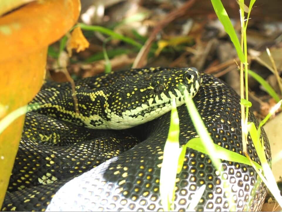 Diamond Python John Grant.jpg