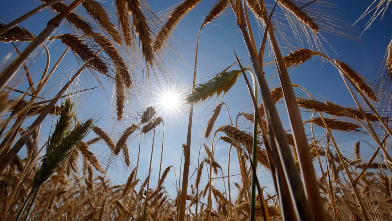 Barley grows in a field.