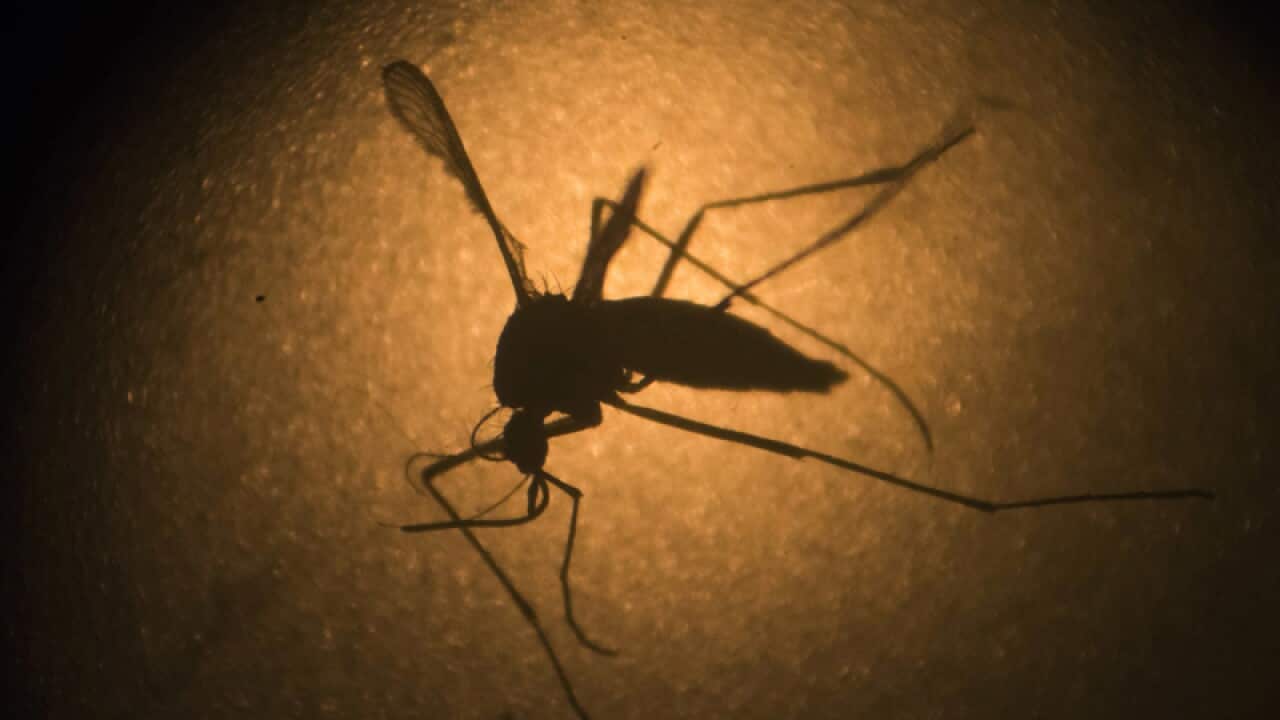 An Aedes aegypti mosquito