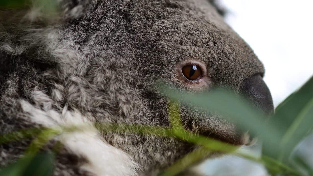 Two koala joeys are seen at WILD LIFE Sydney Zoo in Sydney, Wednesday, July 8, 2020