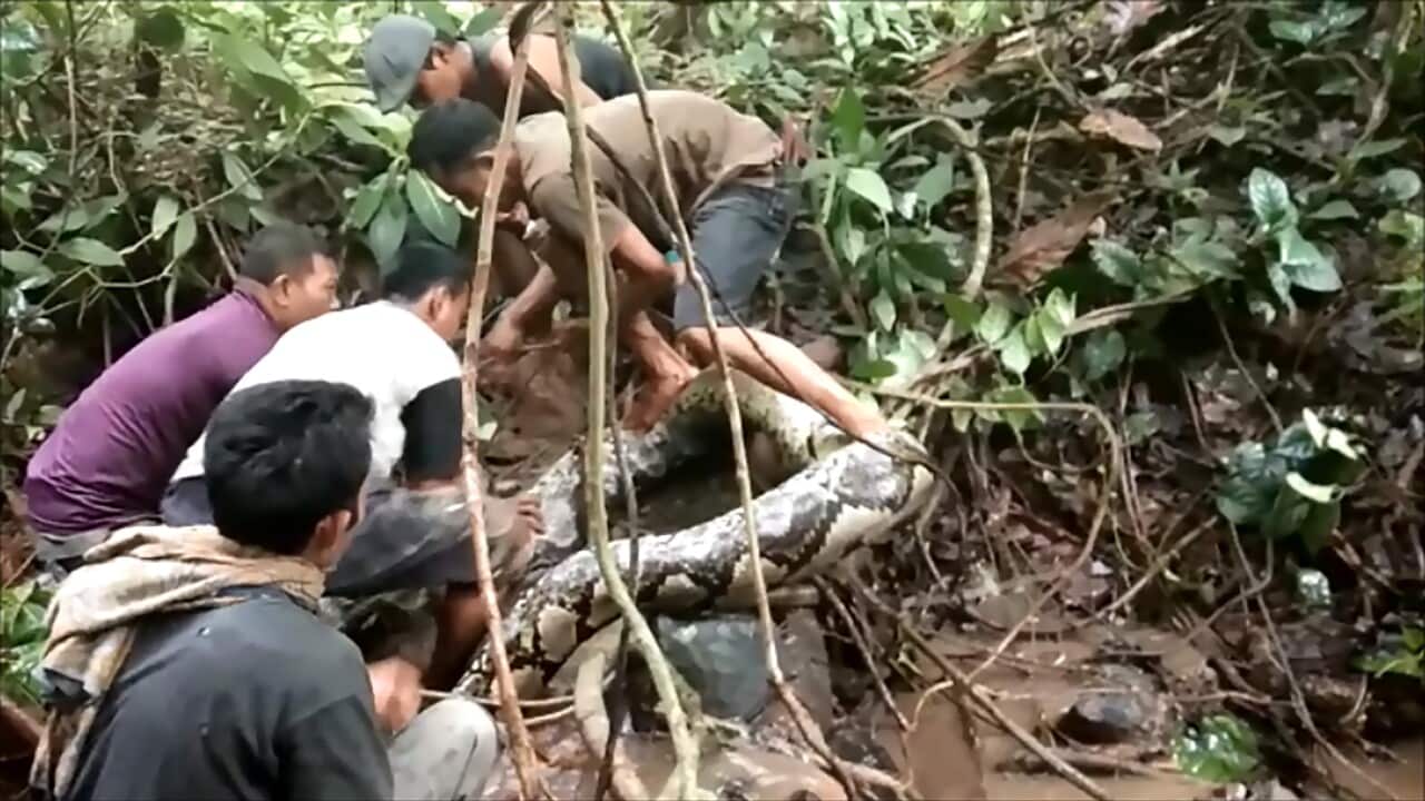 Villagers try to capture a large python in Padang Pariaman, in West Sumatra.