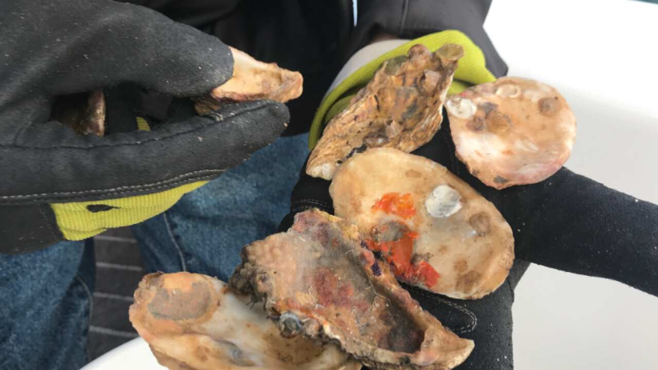 oyster