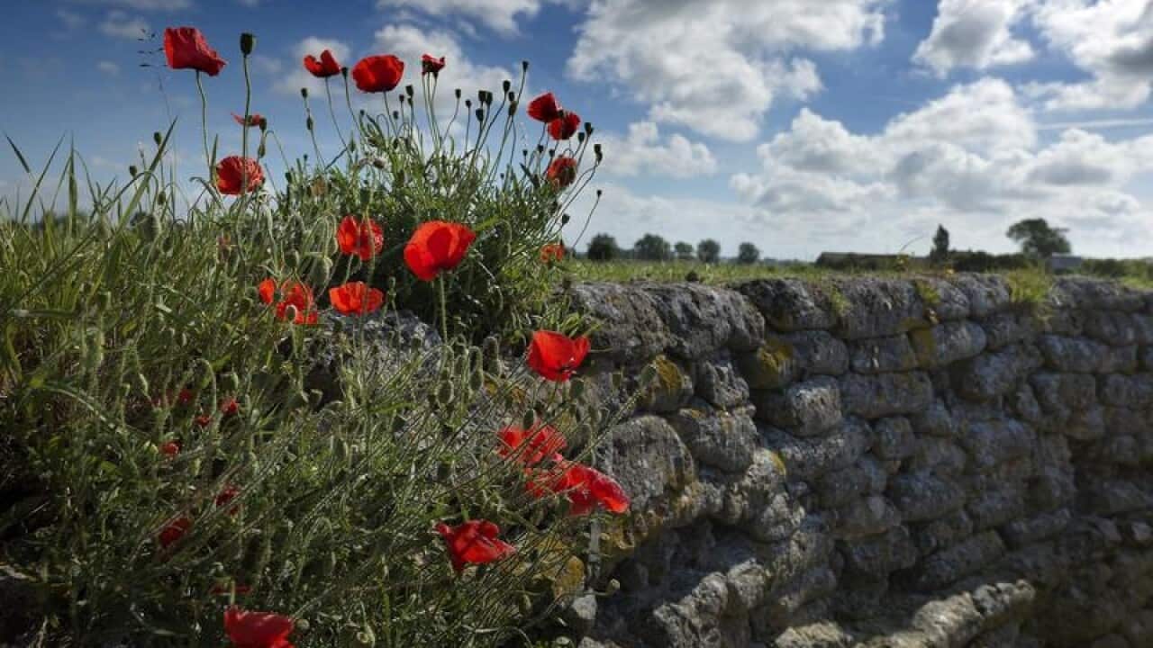 Poppies growing alongside a war trench in Flanders, Belgium