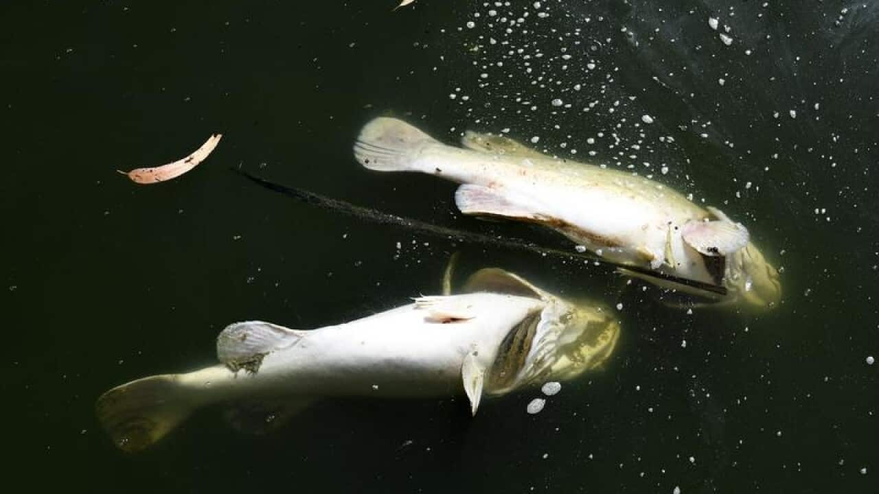 MENINDEE FISH DEATHS