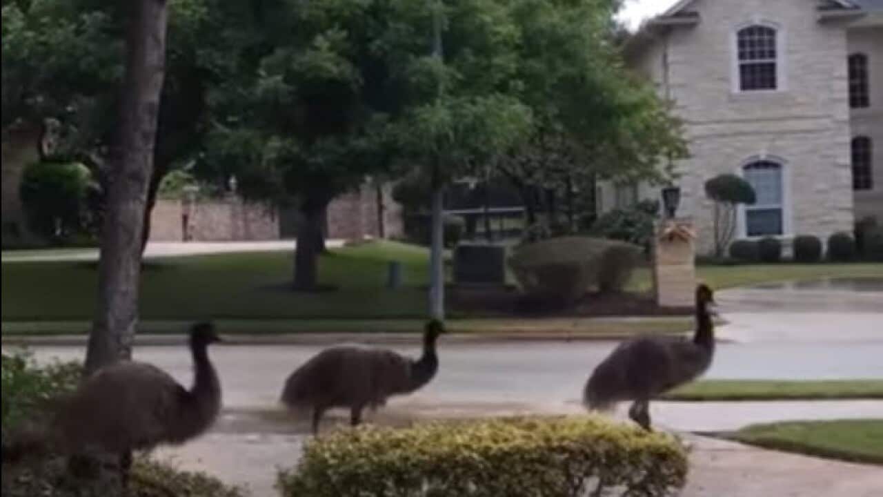 A still from video footage showing emus running loose in a Texan neighbourhood.