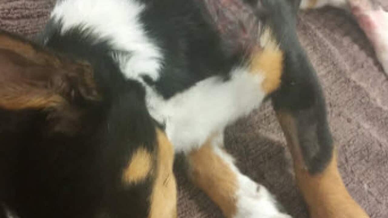 A supplied image obtained Friday, Nov.11, 2016 of a kelpie-cross puppy who was beaten for several days, slashed with a blade, burned and left for dead in a Victorian park.