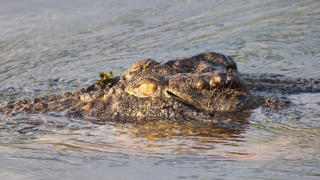 A saltwater, or estuarine, crocodile