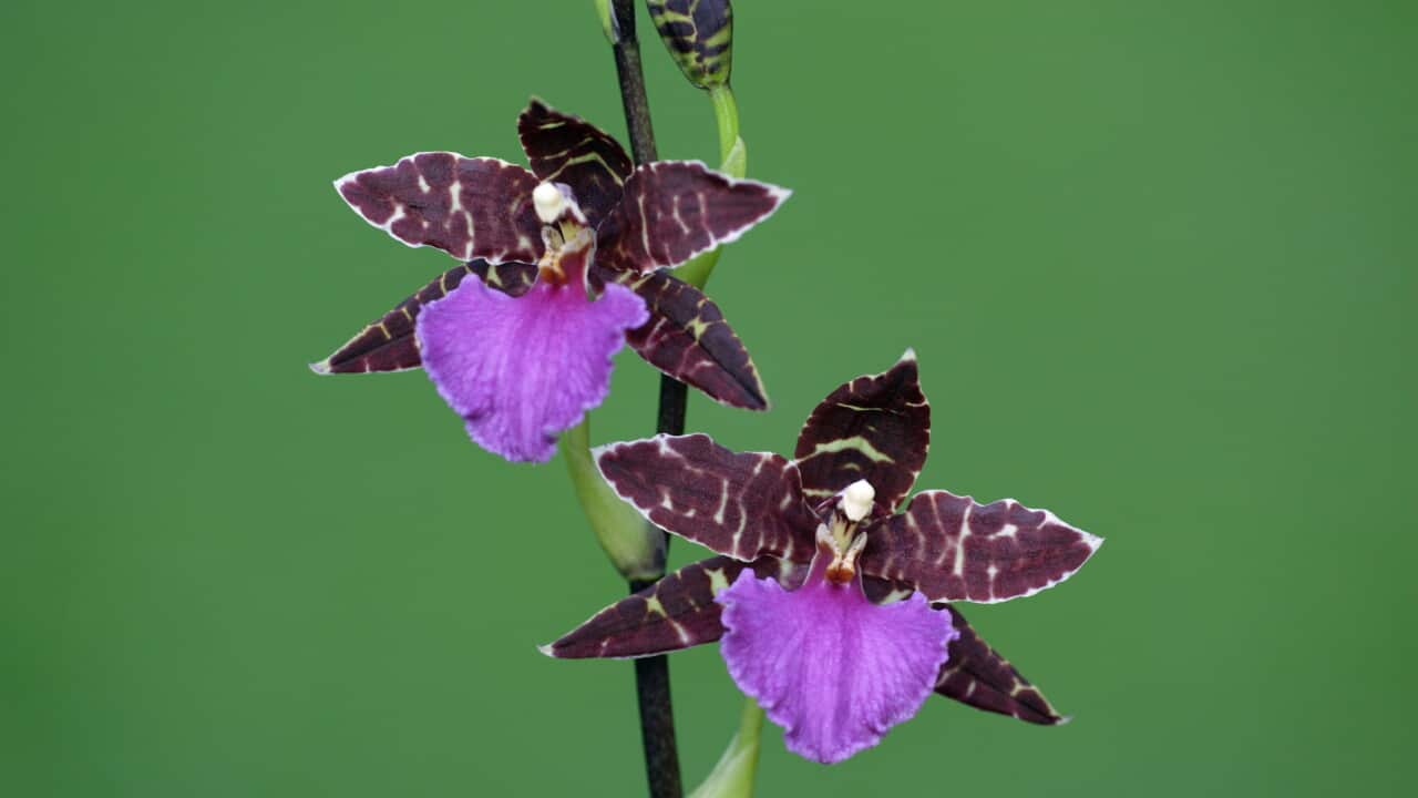 Hybrid Orchid - blossom, arboreal type (Zygopetalum var.)
