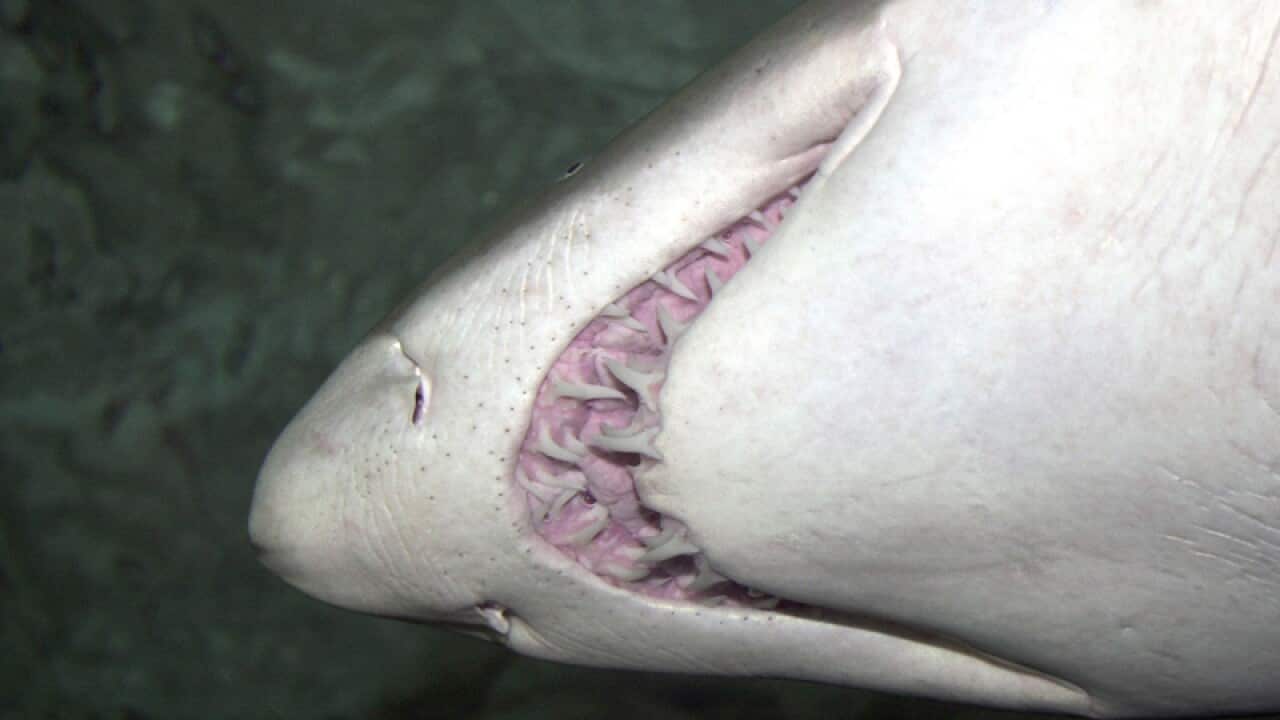 A grey nurse shark cruises past