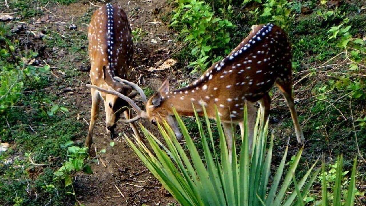 Deer locking horns in Mumbai's National Park