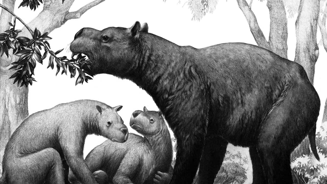 An illustration Australian prehistoric megafauna , the the 1-2 tonne Diprotodon