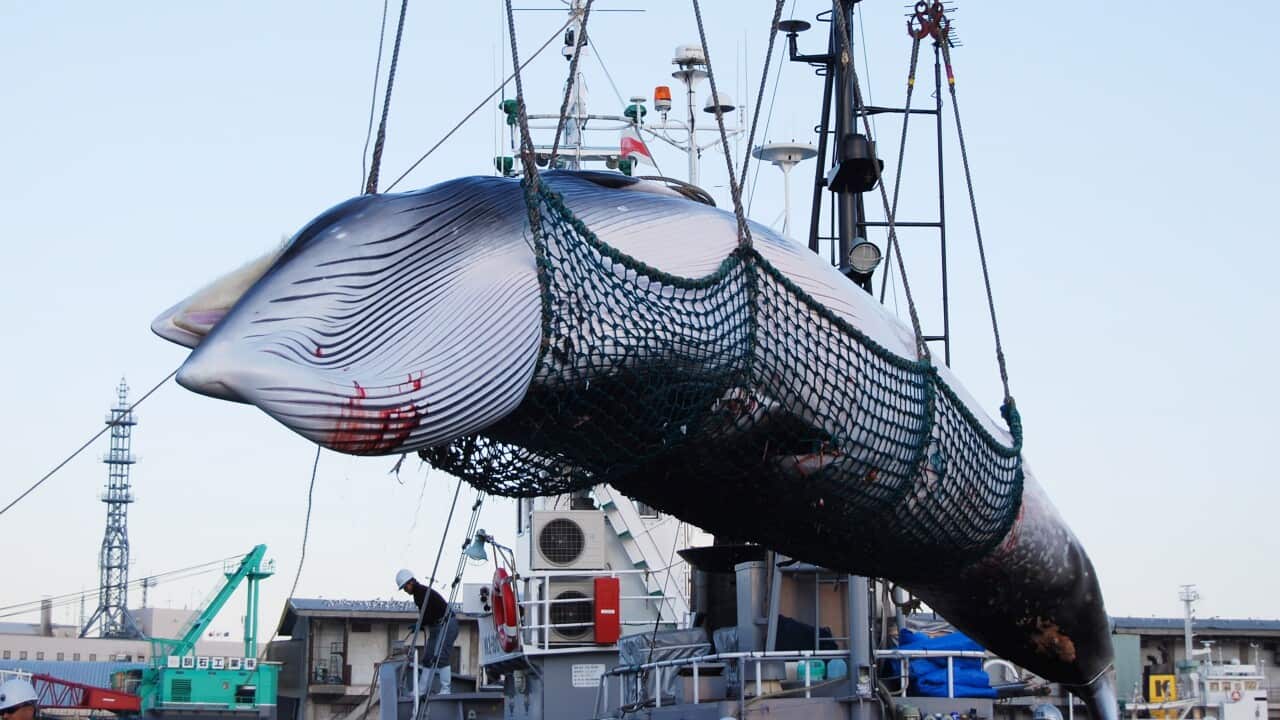 A minke whale is lifted from a ship at Kushiro port, Hokkaido, northern Japan.