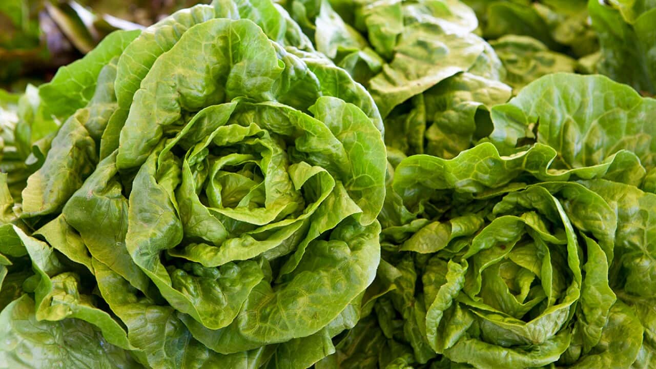 lettuce heads