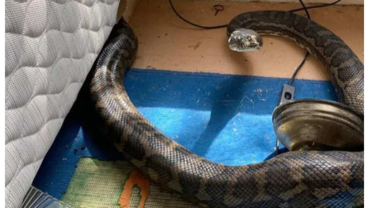 The snake found in the retiree house 