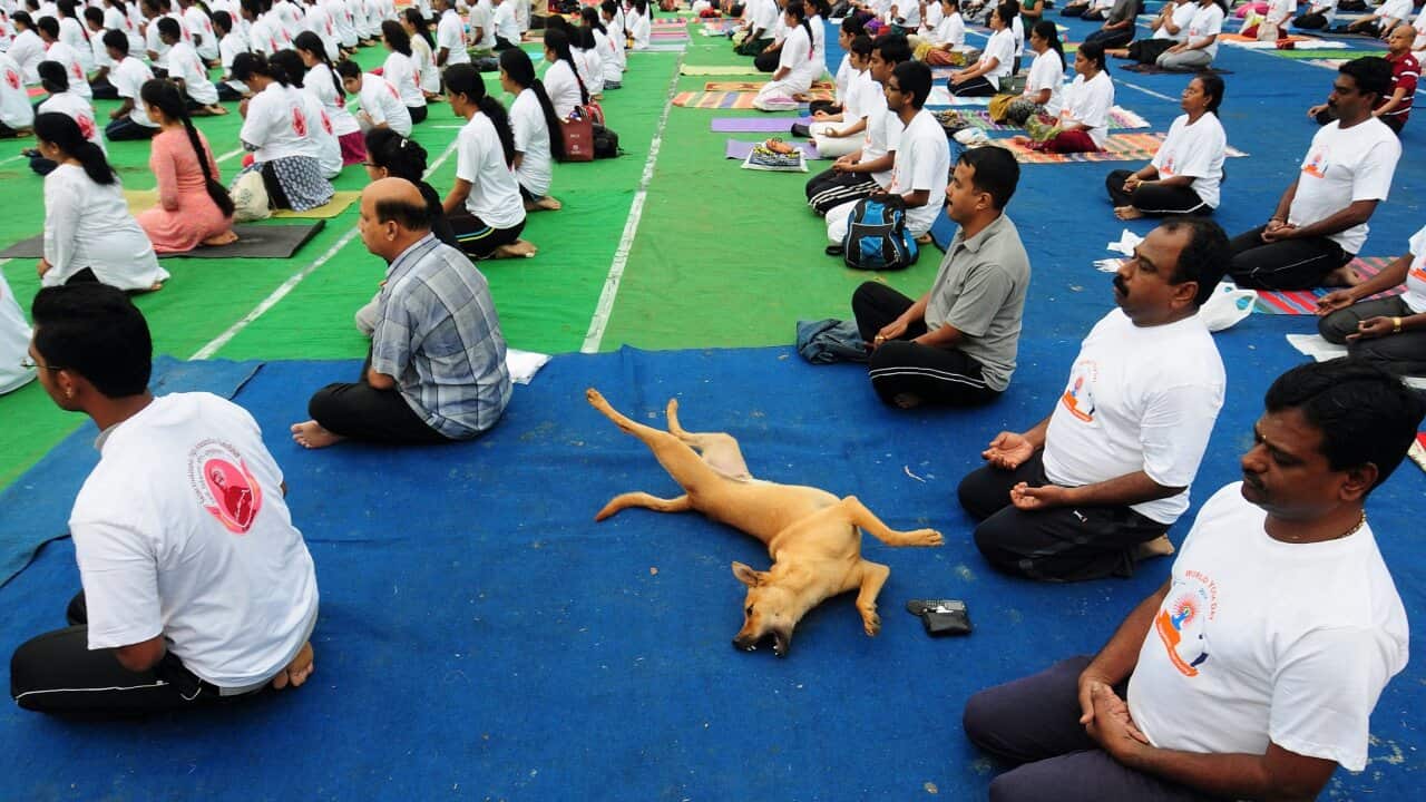 Yoga enthusiasts meditate on 'World Yoga Day' in Bangalore, India, 21 April 2014 to raise awareness among the people for Health, Happiness and Harmony. (EPA)