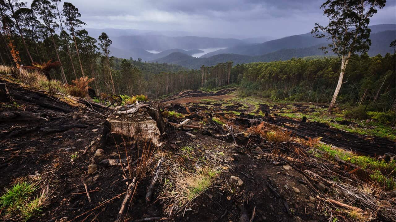 Clearfell logging in the Thomson Catchment with the Thomson Reservoir in the background.