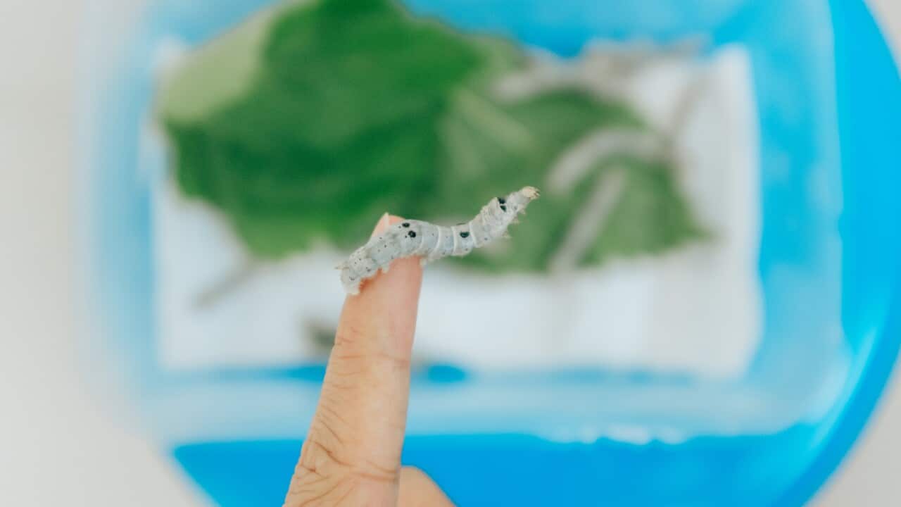 "We imagine a world in 2050 where we can produce lab-grown meats and insect based proteins for mass-market consumption."