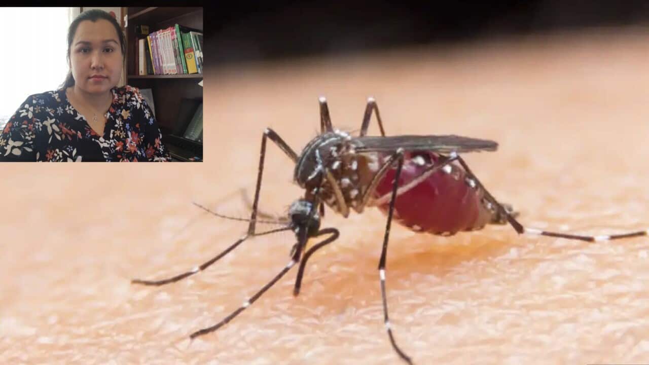 What is Japanese encephalitis