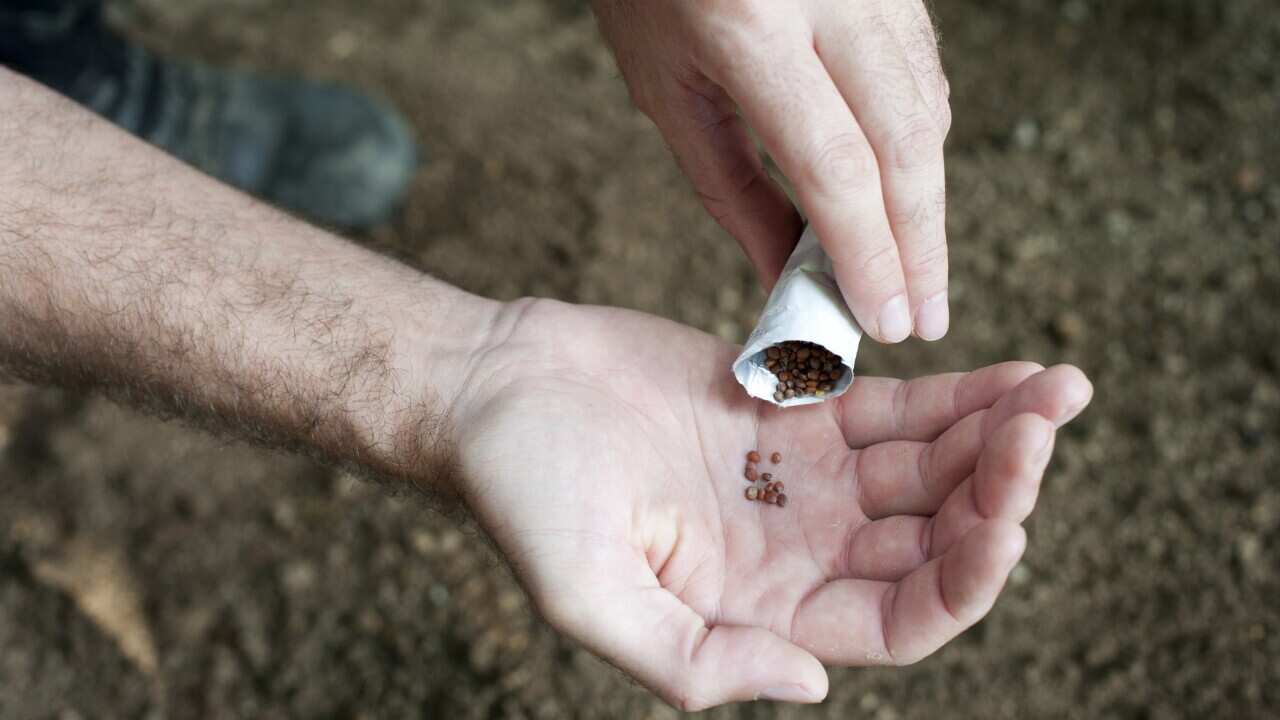 Man planting out seeds in spring