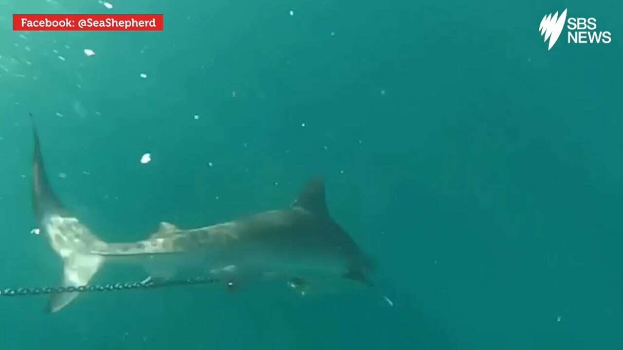 Shark culling: does it work?